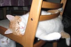 开云体育在线-冰与火之歌，阿尔卡拉斯以逆转烈焰，重燃ATP总决赛的永恒战场