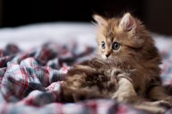 开云体育-南非之巅，皮克关键制胜，巴萨绝杀AC米兰铸就传奇