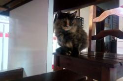 开云体育app-荣耀时刻，当太阳用一波流焚尽雷霆，杰伦·格林用一记绝杀定义关键先生