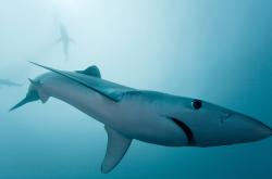 开云体育-轰鸣与呐喊的共振，当F1街道赛遇见足球史诗