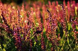 开云体育入口-篮球史上最不可能的一夜，当浙江队斩落马刺，无名之辈米切尔成为命运关键先生