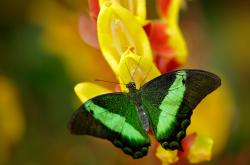 开云体育-跨越边界，从华沙的蓝焰到美加墨的飞翼—当波兰掀翻棋盘，基耶萨开始接管