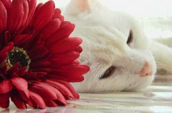 开云体育平台APP-大师之作，蒂亚戈笔下的绿茵交响，国际米兰的战术碾压