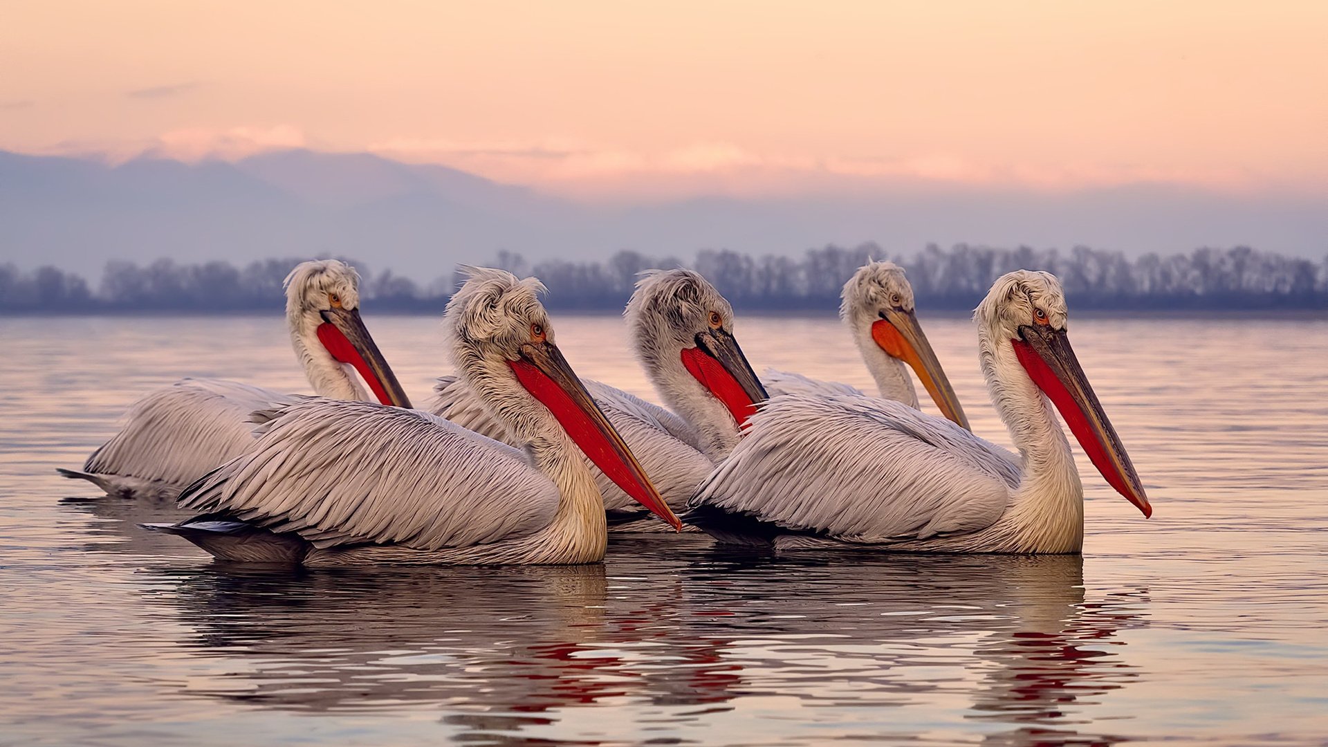 铁骑踏破孟菲斯丛林,玫瑰绝命绽放定江山
