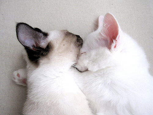 1.34秒与36次，西西帕斯用数学思维改写网球历史