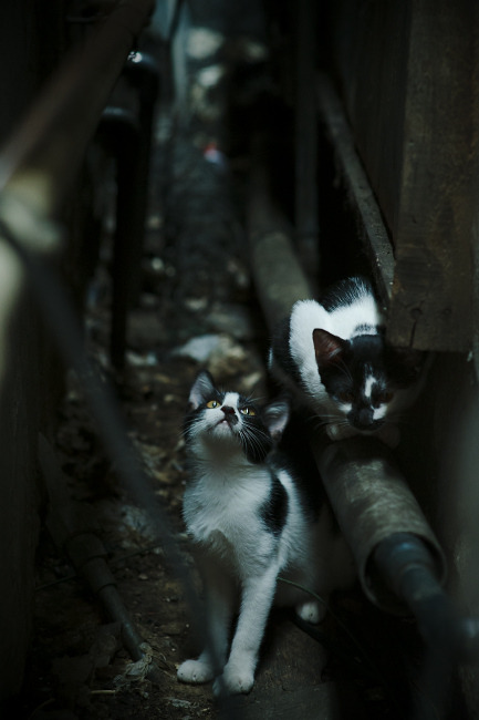 冷锋过境，当楚阿梅尼在亚洲战车中崛起—复盘韩国队颠覆德意志的统帅之夜