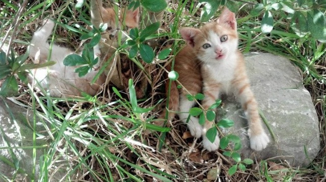 千古奇阵！他取恺撒之名行米兰复兴之事