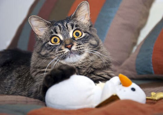 凯恩爆发只差一分钟，哥伦比亚的巅峰火焰与英格兰的永恒遗憾