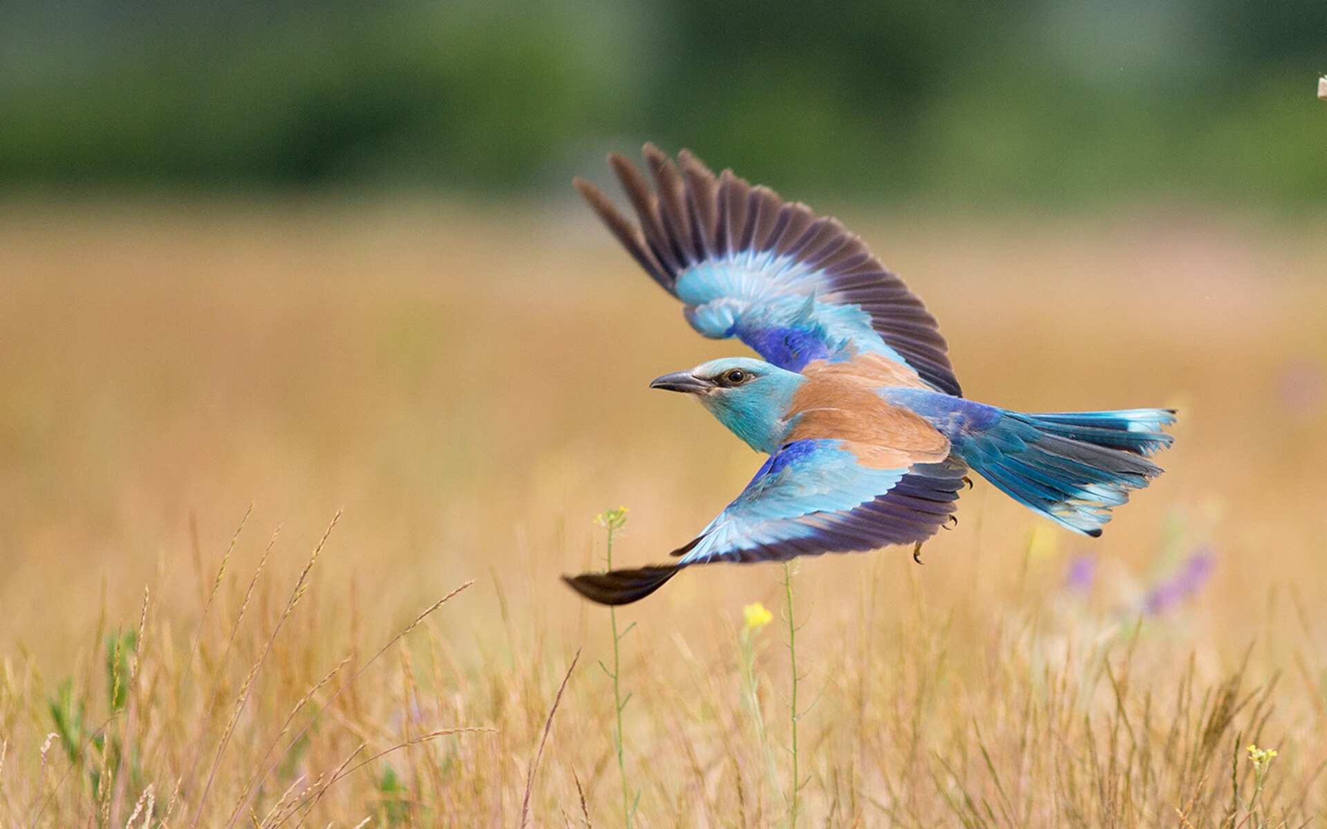 北欧利刃斩断南美之矛，内马尔一舞定江山，丹麦终结厄瓜多尔晋级之路