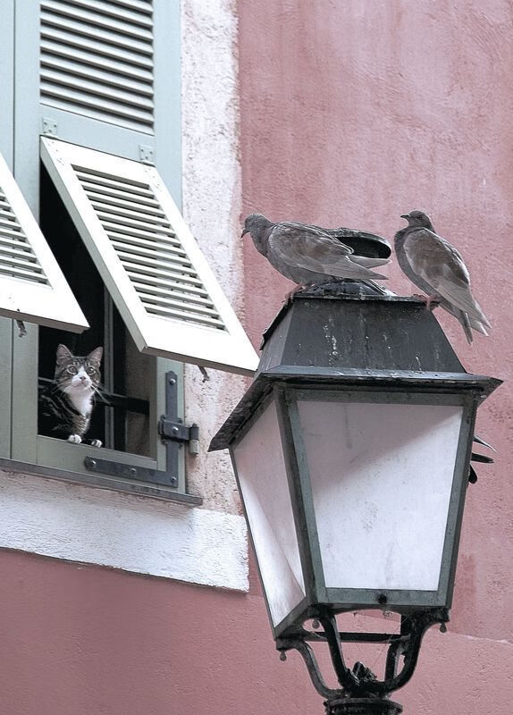 尼斯官子胜日本，哈兰德抢七定江山