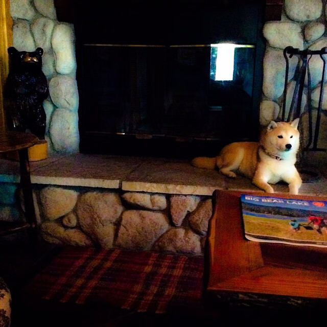 终极跨界,当非洲雄狮遇见巴尔干火枪,弗拉霍维奇是唯一答案