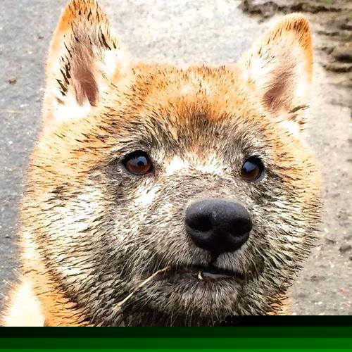 冰与火之歌，当开拓者踏过宏远王朝，欧文在至暗时刻点亮星辰