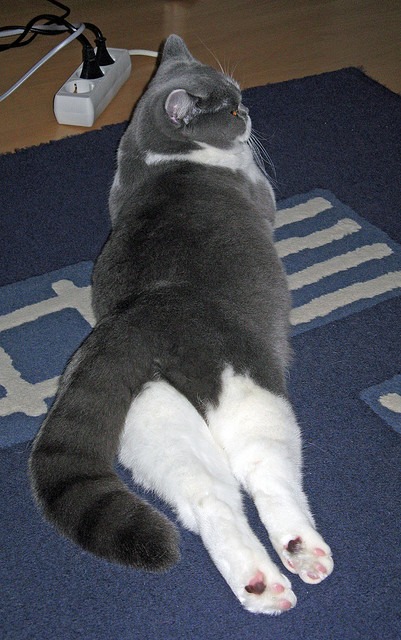 未战先火，2026世界杯之夜的德里赫特预言