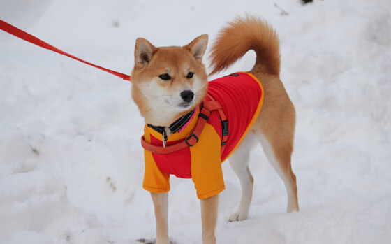 冷门夜的唯一导演,草根英雄凯塞多如何让新西兰轻取西班牙