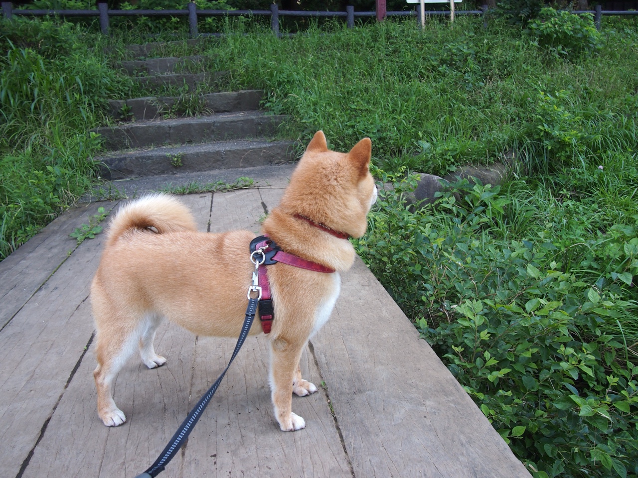 当巨人倒下，安哥拉爆冷拜仁，伊布书写足球唯一性的史诗