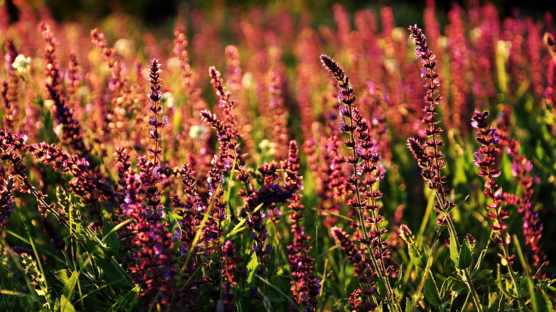 篮球史上最不可能的一夜，当浙江队斩落马刺，无名之辈米切尔成为命运关键先生