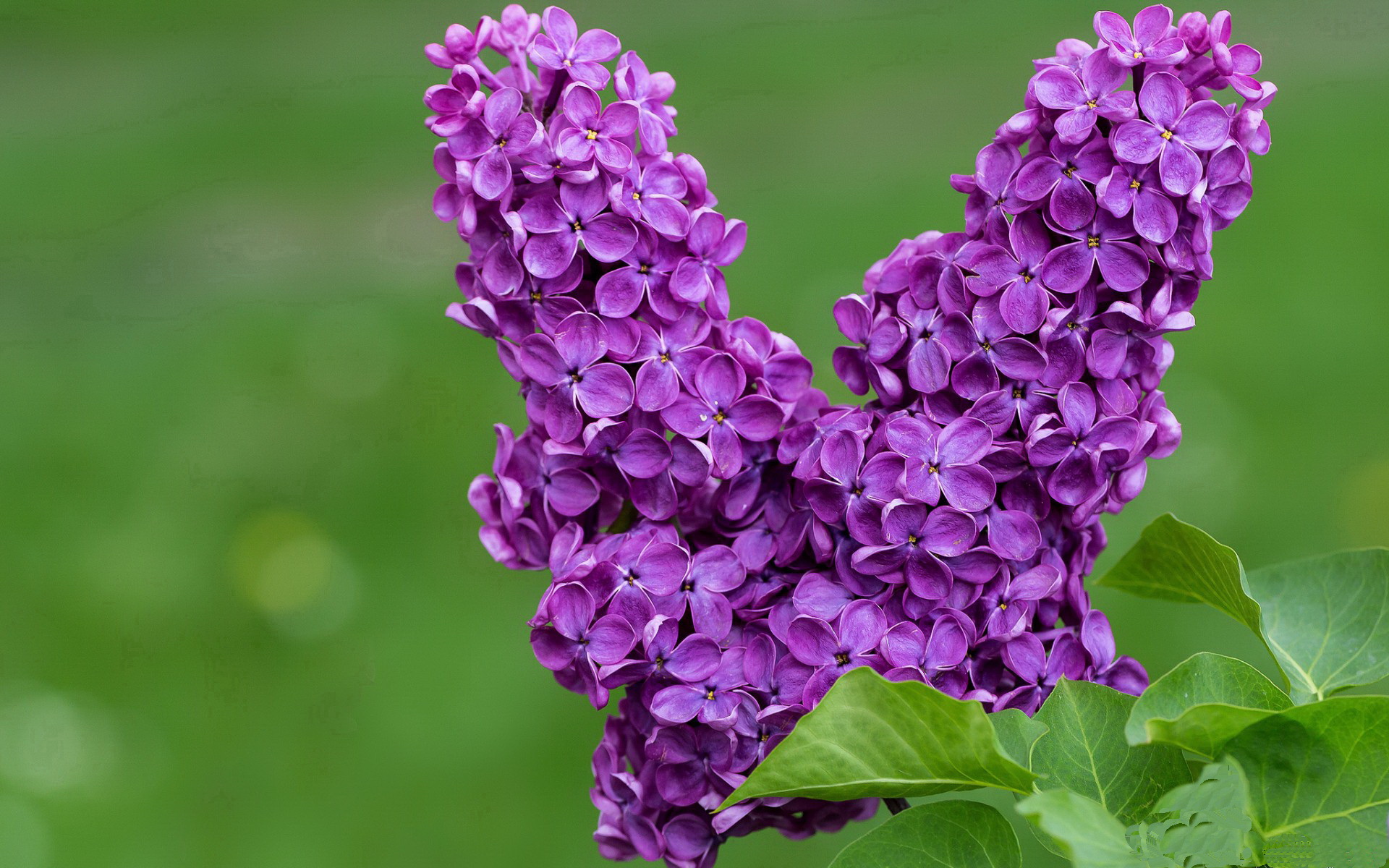 跨界争霸，从热火强压篮网到莫兰特接管F1年度争冠