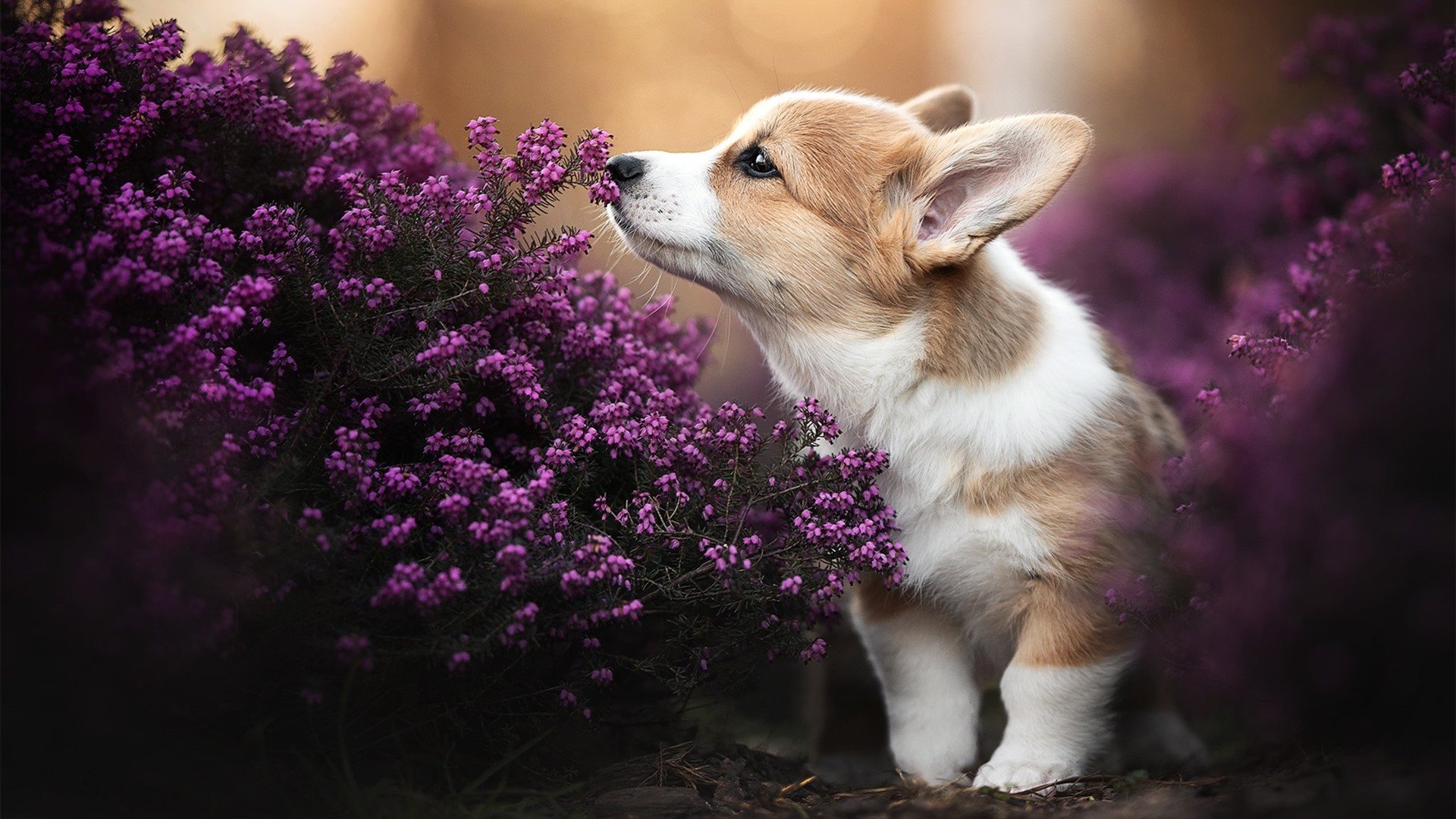 绿茵烽火，南美燎原烈火对决北欧寒冰防线