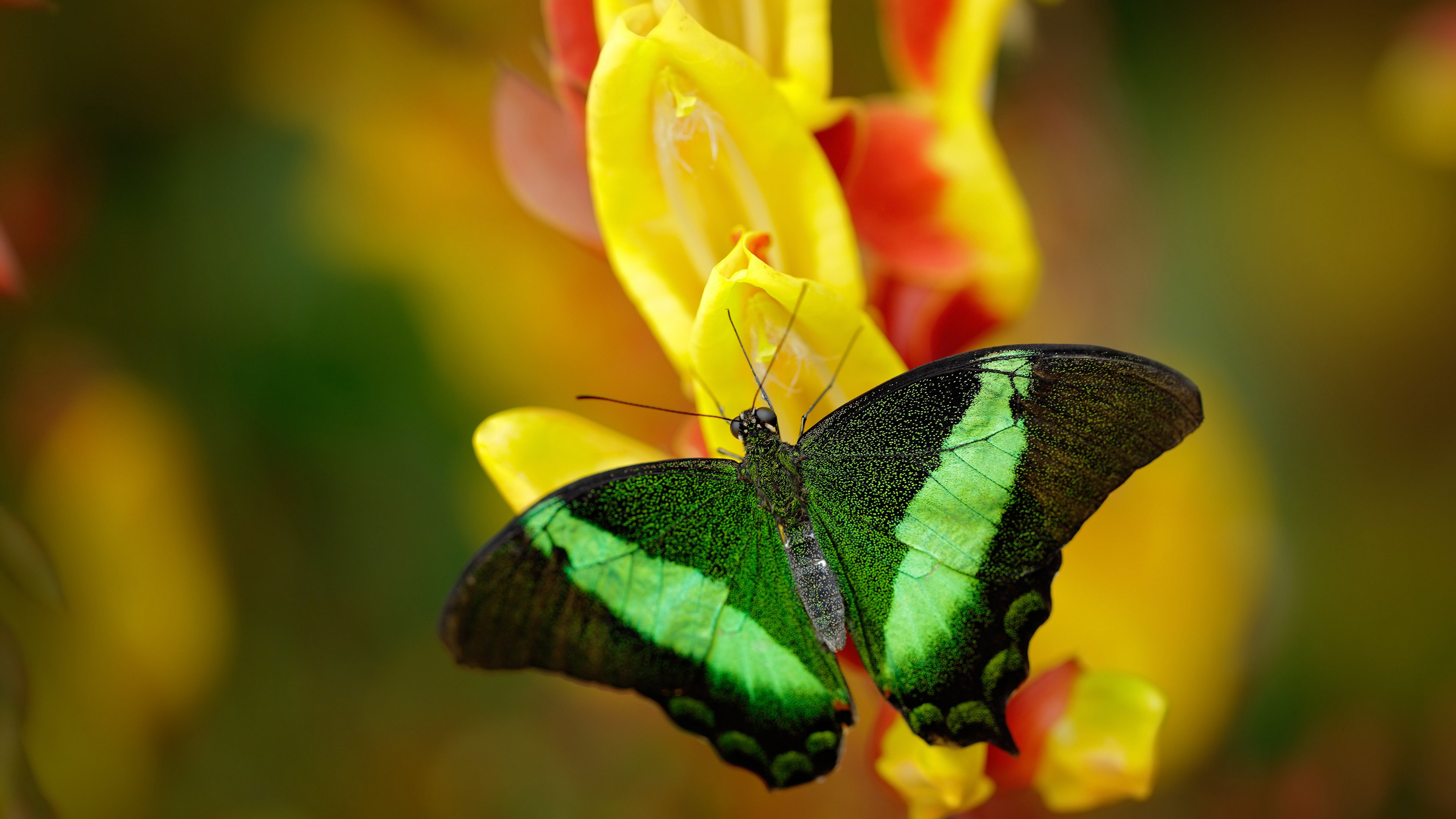 跨越边界，从华沙的蓝焰到美加墨的飞翼—当波兰掀翻棋盘，基耶萨开始接管