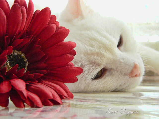 火力全开！吉林虎啸天山，拉文爆发助球队稳稳拿下新疆