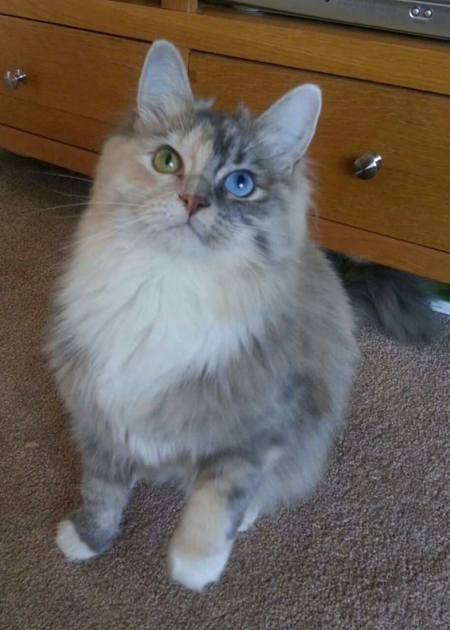 雷霆鏖战步行者，米切尔化身关键先生，一役奠定世界排名争夺战格局