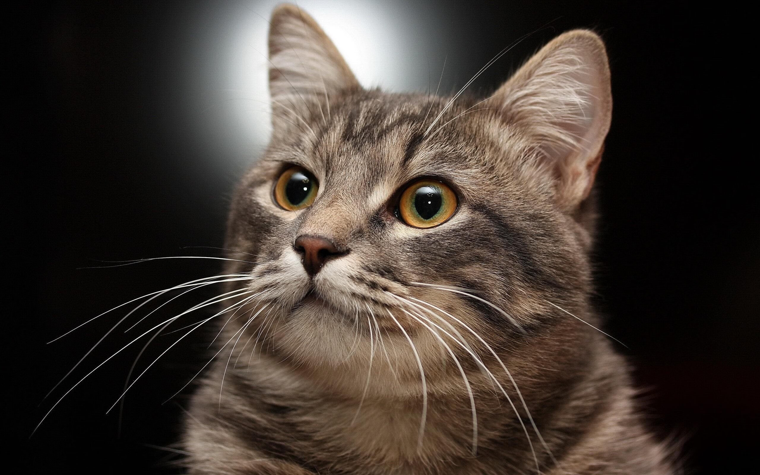 利剑与雄狮的较量，2026世界杯B组，波兰高压制胜，哈基米独木难支的悲壮之夜