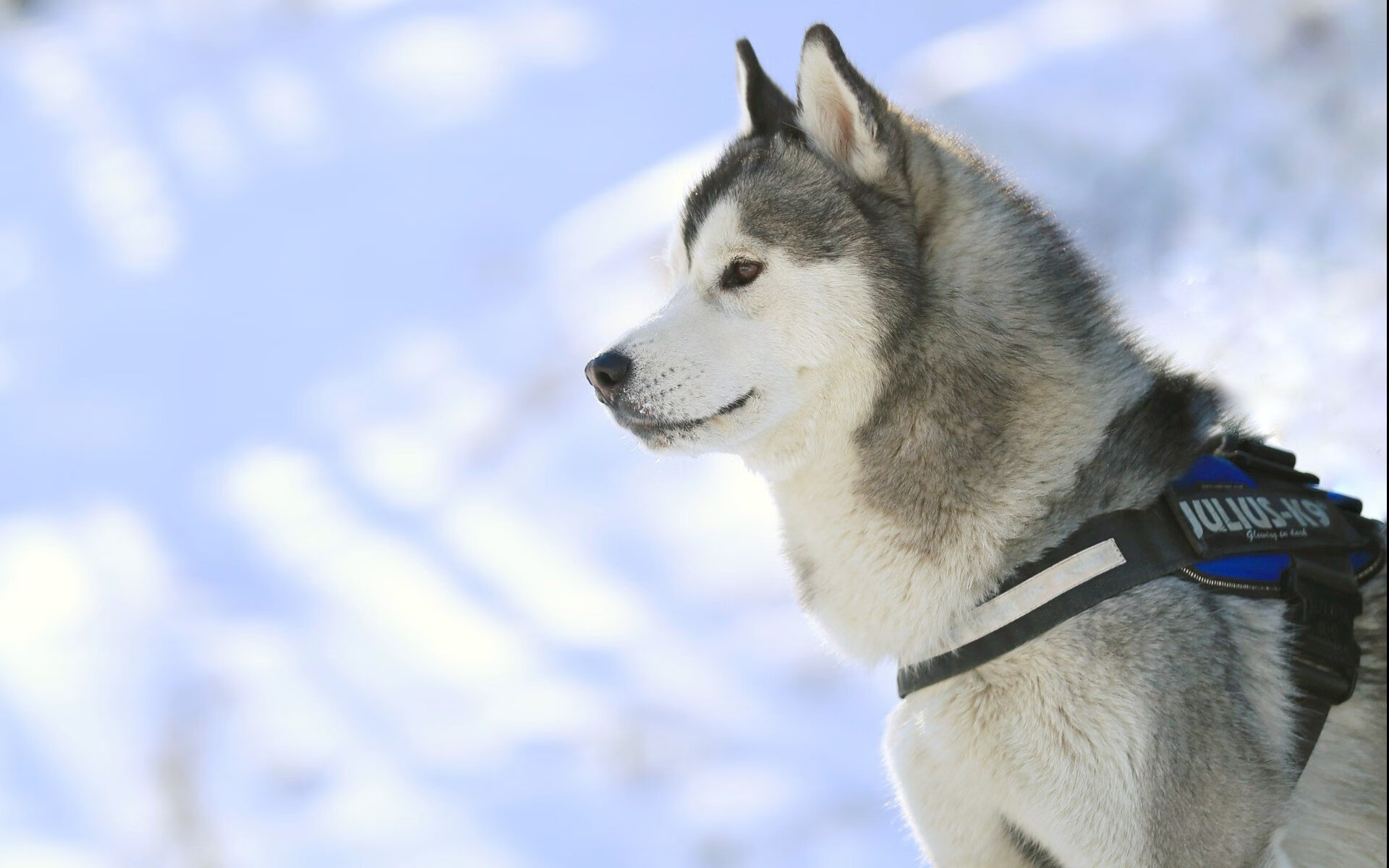 沙漠风暴与太极虎啸,2026世界杯H组的唯一剧本,伊朗钢铁防线击碎美国梦,孙兴慜独舞照亮攻守转换的极致美学